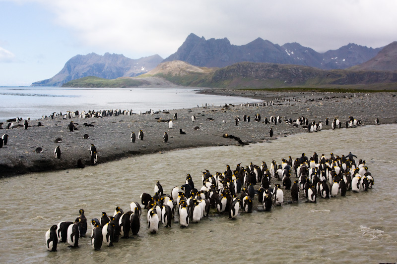 King Penguins In Stream